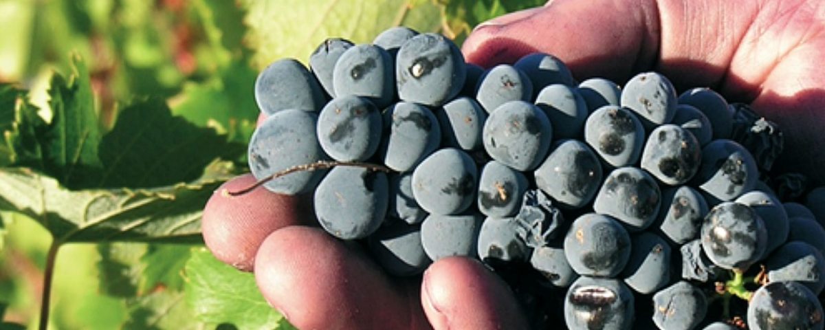 Ribera de Pelazas