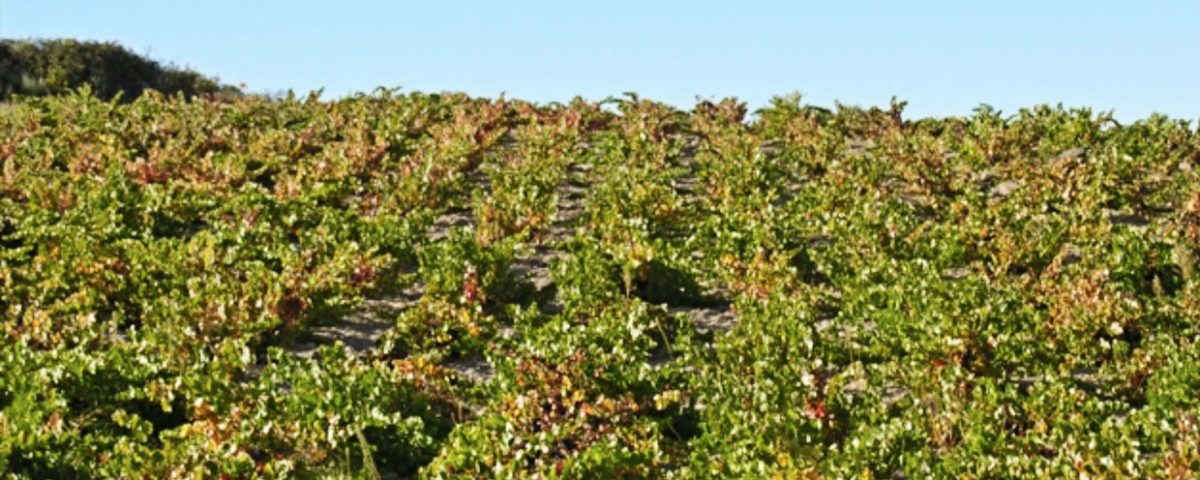 Ribera de Pelazas
