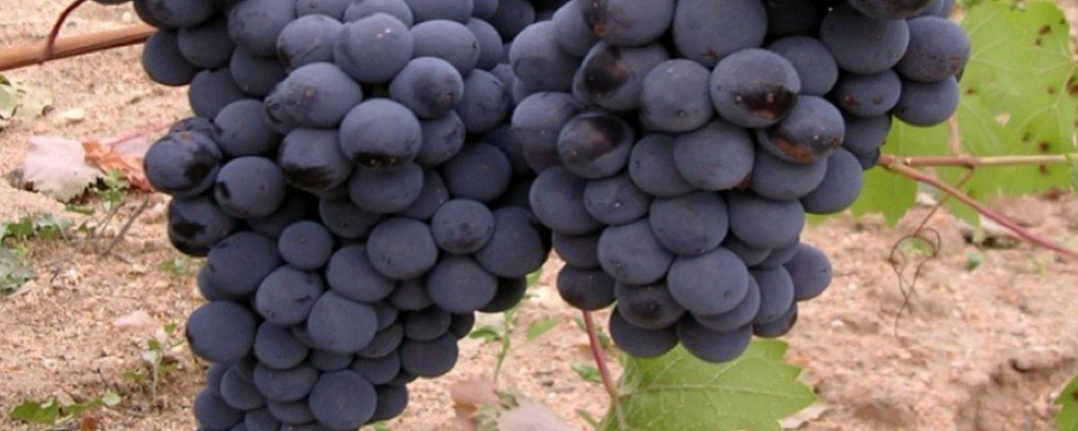 Las Gavias uva