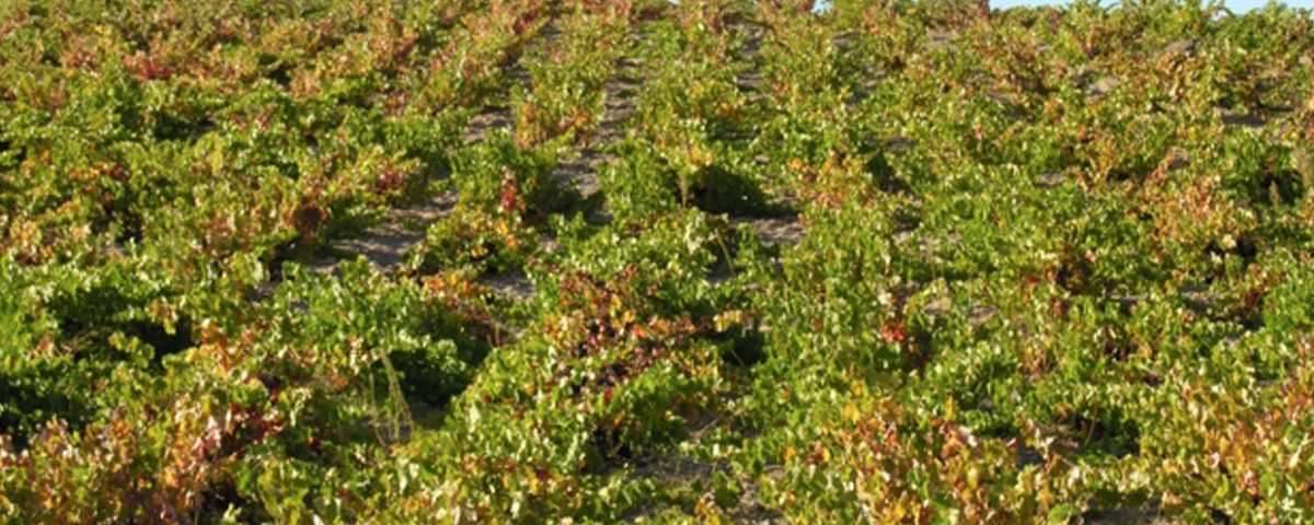 Las Gavias viñedo