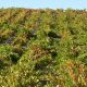 Las Gavias viñedo