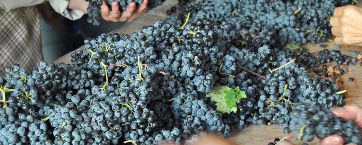 Quinta las Velas - Uvas