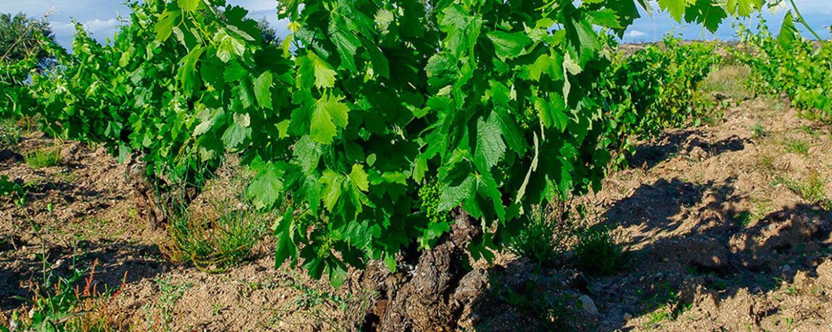 Bodegas Principia naturalis