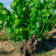 Bodegas Principia naturalis