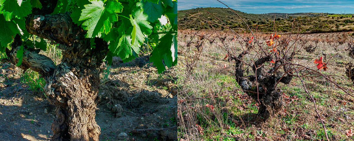 Bodegas Principia naturalis
