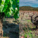 Bodegas Principia naturalis